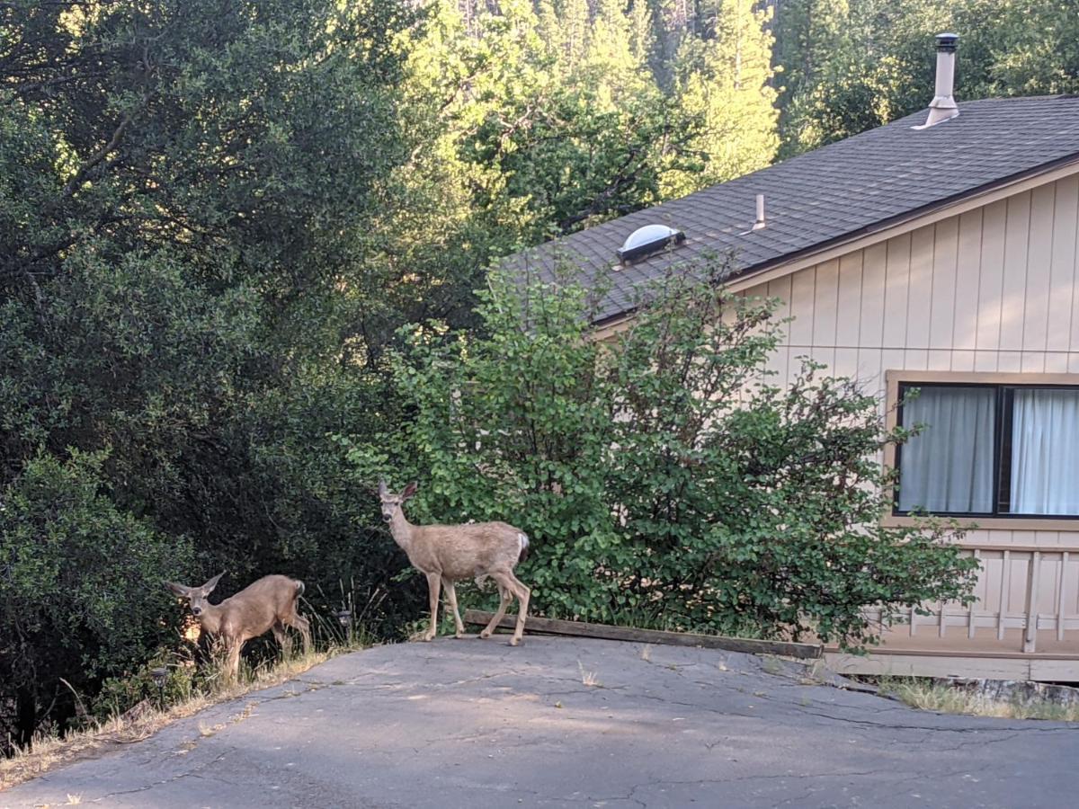 Yosemite Haven @ Pine Mountain Lake. Dog Friendly! Groveland Exterior photo